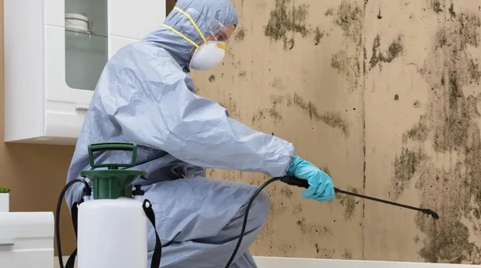 Mold Remediation Near Me Frisco TX — Water Damage Frisco IICRC Certified Team
