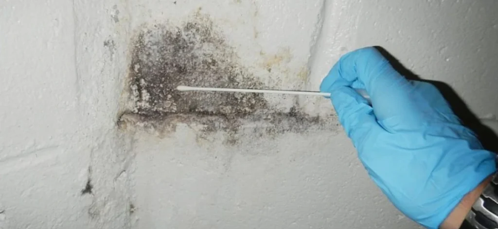 Mold Repair Near Me Frisco TX Certified Mold Removal Company
