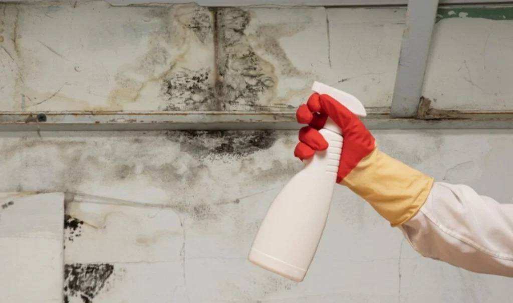 mold repair near me Frisco