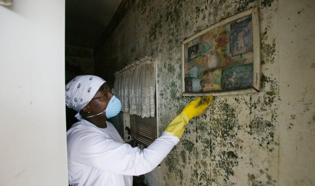 mold repair near me Frisco TX IICRC certified mold removal company