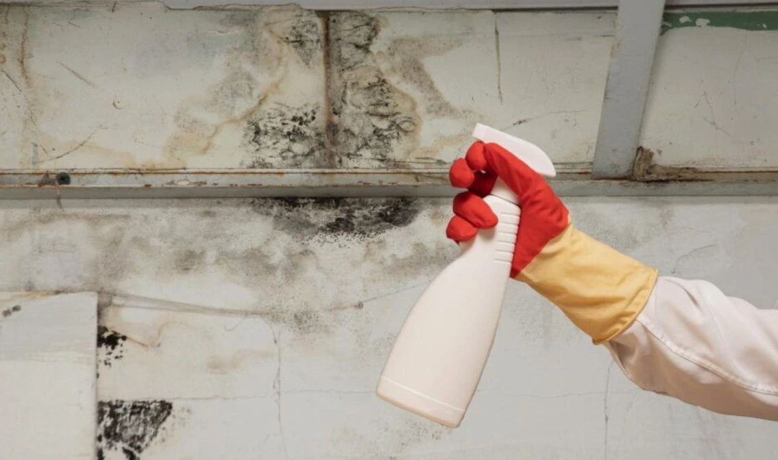 Mold Repair Near Me Frisco TX Mold repair near me Frisco TX, certified mold removal company serving Plano, McKinney, Dallas and North Texas