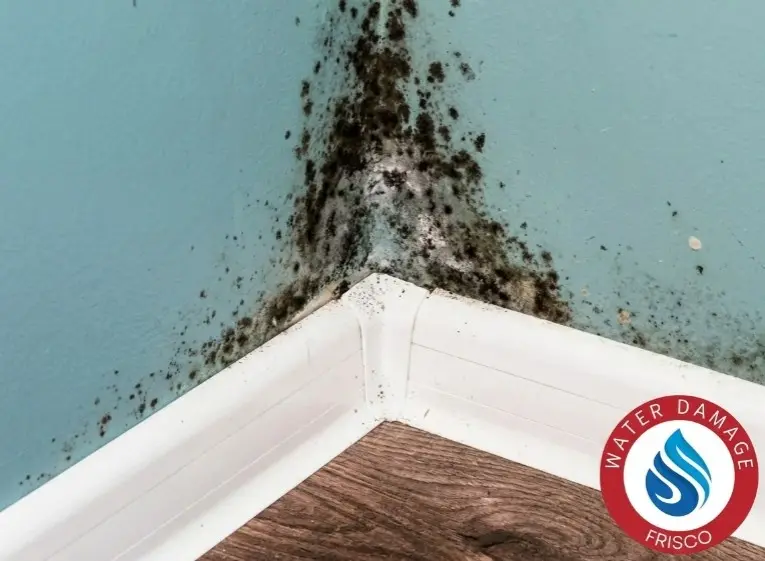 Black Mold Frisco TX Home