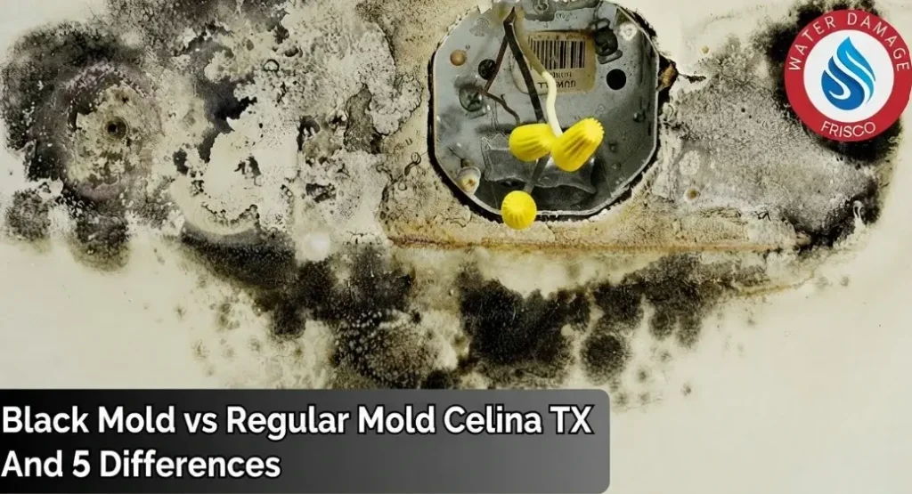 Black Mold vs Regular Mold Celina TX And 5 Differences