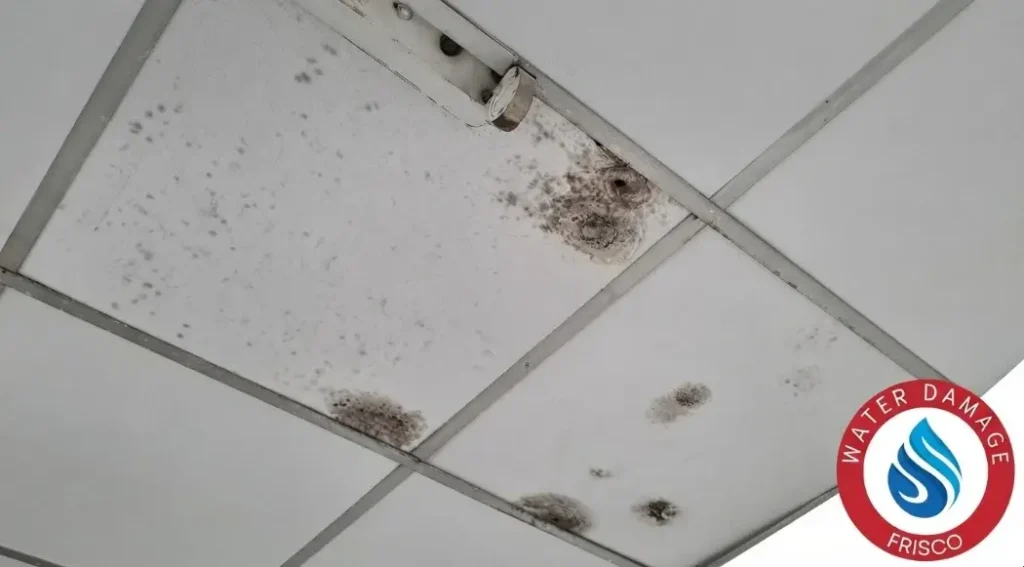 Call +1(945)297-3238 for black mold vs regular mold celina TX identification