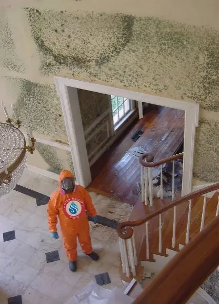 Call +1(945)297-3238 for mold removal cost celina TX estimates and free on-site inspection