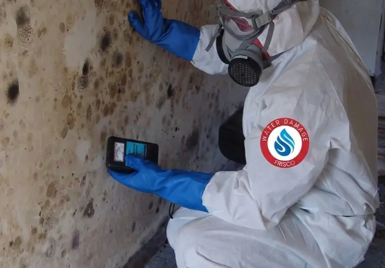 Mold Remediation Near Me | IICRC S520 Certified