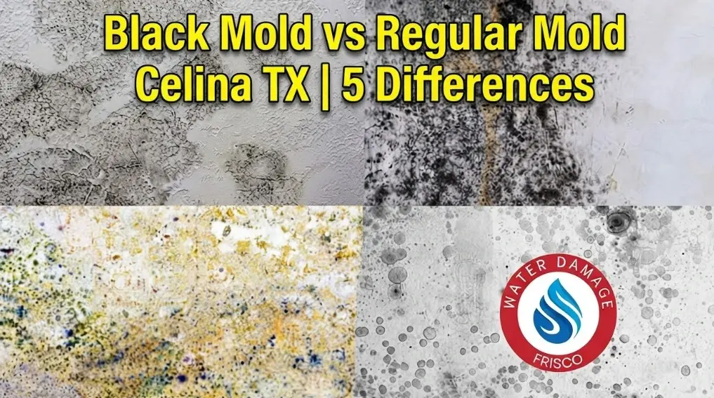 Black mold vs regular mold comparison on drywall in a Celina TX home