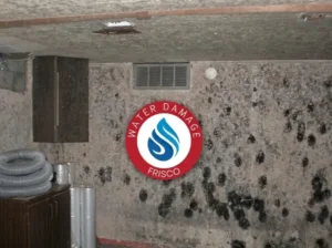 mold damage restoration celina