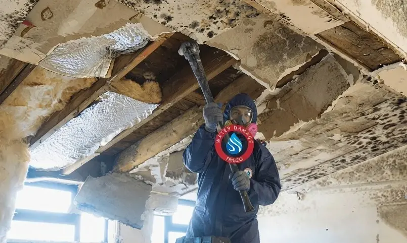 mold remediation near me